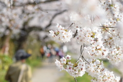 鴨川の桜