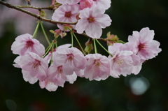 2016　桜　4