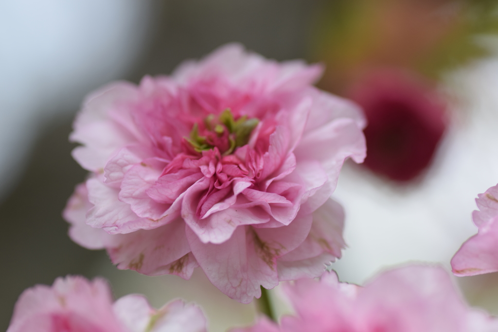 2019 桜 2