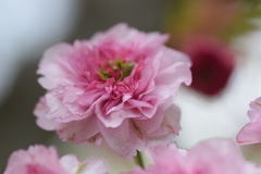 2019 桜 2