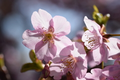 2020 河津桜 2
