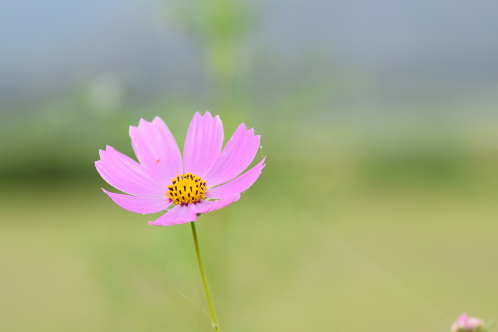 2018 秋桜