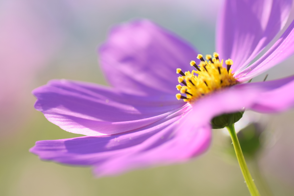 2017 秋桜2