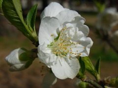 桃の花