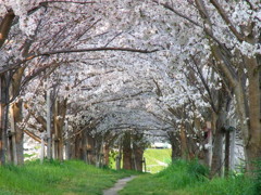 桜並木