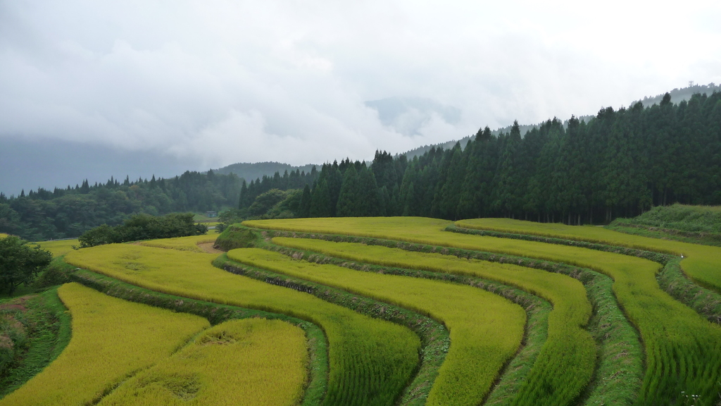 別宮の棚田