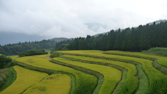別宮の棚田