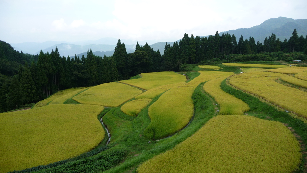 うへ山の棚田