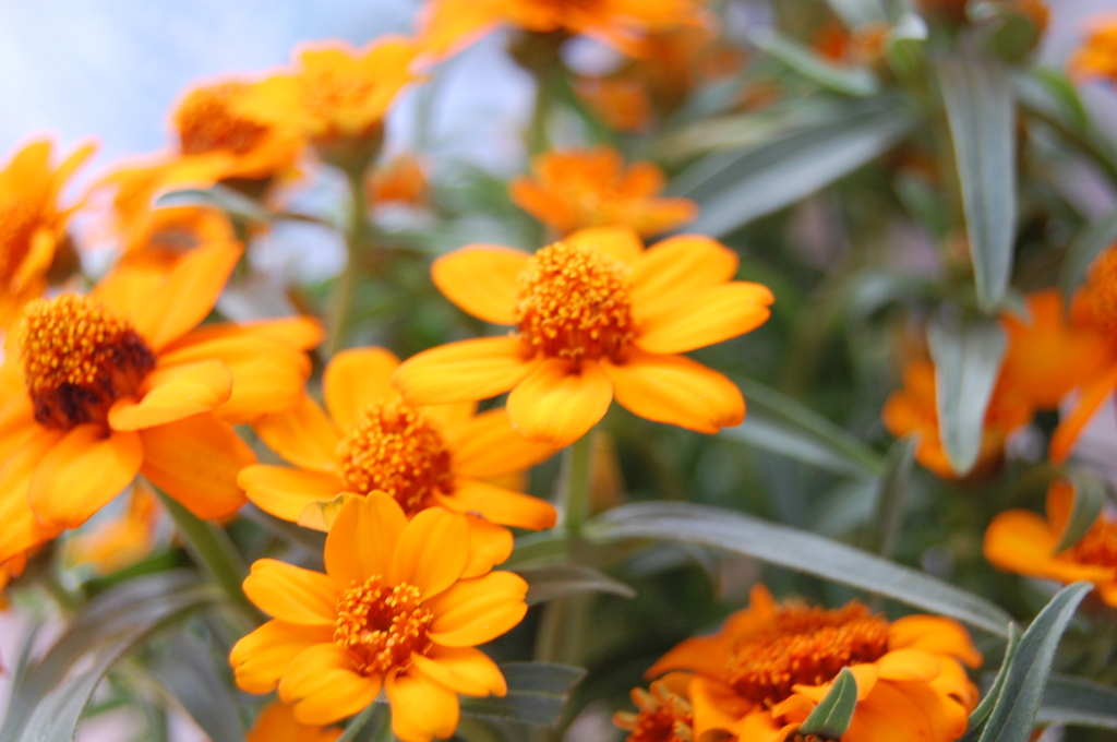 オレンジフラワー