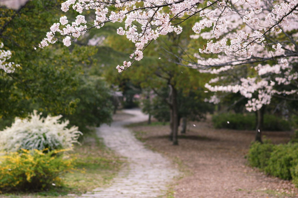 桜