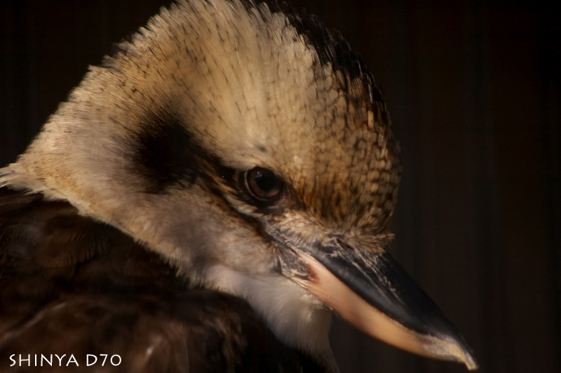 20081221D70多摩動物公園071