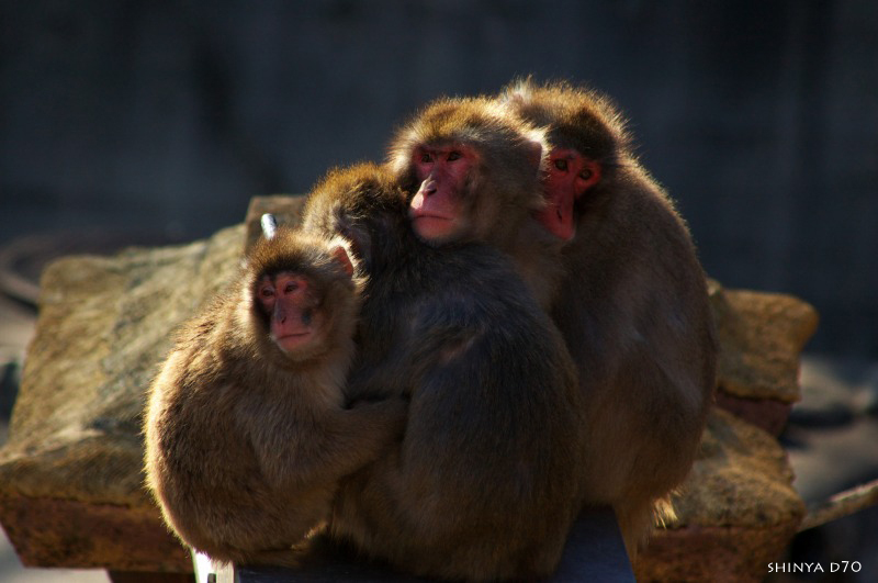 20090110多摩動物公園214