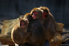 20090110多摩動物公園214