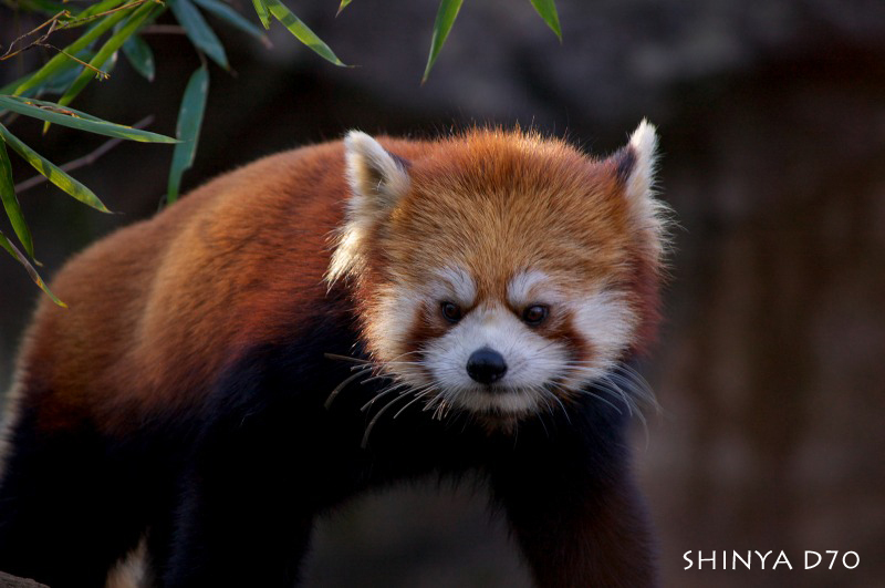 20081221D70多摩動物公園090