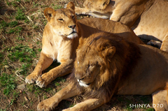 20081221D70多摩動物公園015