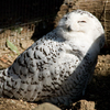 090214上野動物園001