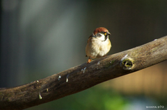 20090110多摩動物公園231