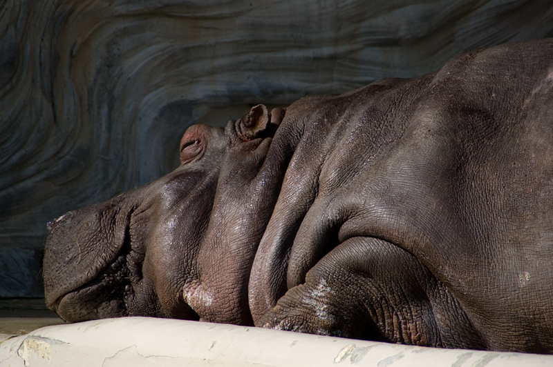 090214上野動物園015