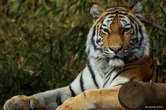 20090110多摩動物公園113