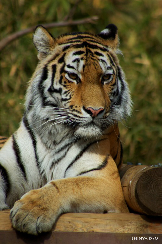 20090110多摩動物公園104