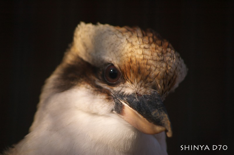 20081221D70多摩動物公園075