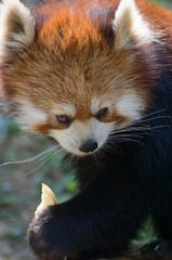 200904多摩動物公園_008