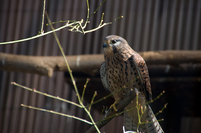 090214上野動物園002