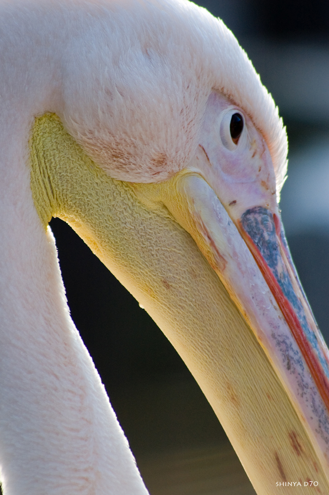20090117D70_090