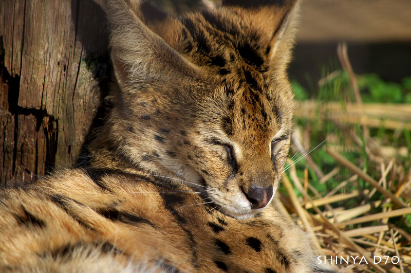 20081221D70多摩動物公園006