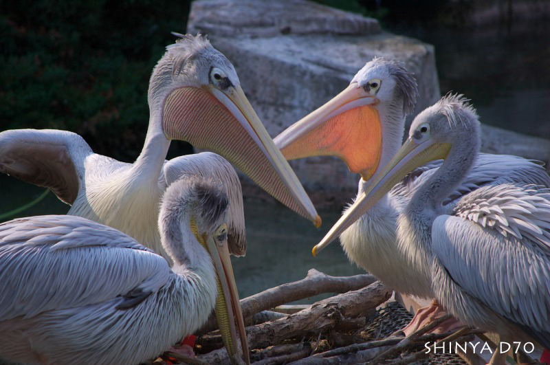 20081221D70多摩動物公園029