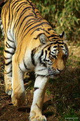 20090110多摩動物公園085