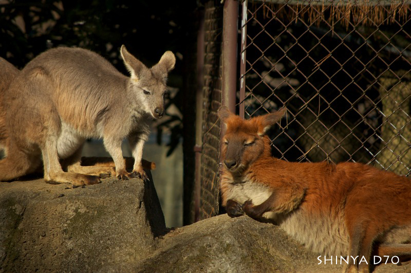 20081221D70多摩動物公園067