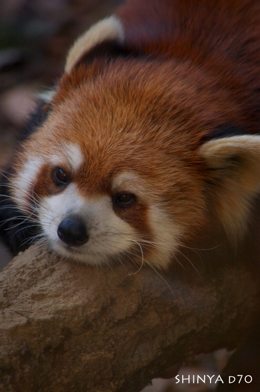 20081221D70多摩動物公園094