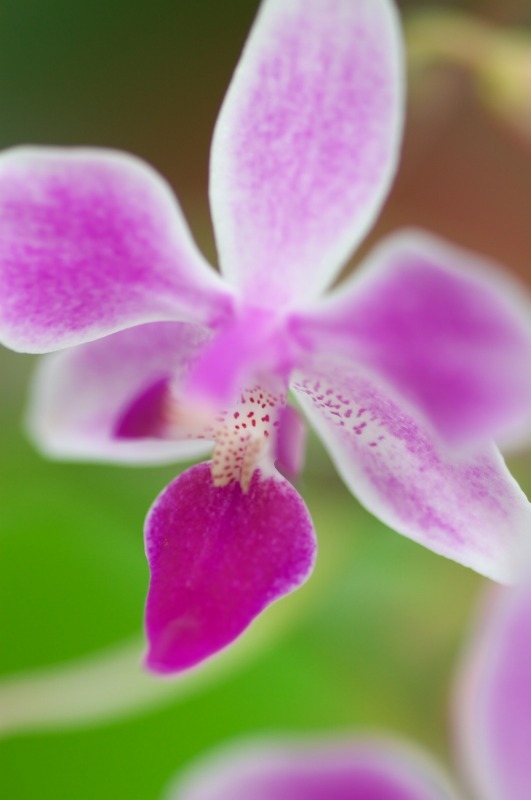 20090307D40_055