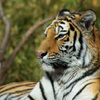 20090110多摩動物公園099