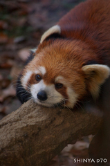 20081221D70多摩動物公園093