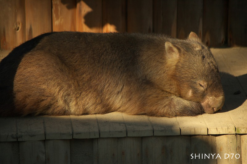 20081221D70多摩動物公園065