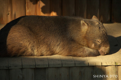 20081221D70多摩動物公園065