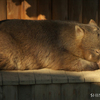 20081221D70多摩動物公園065