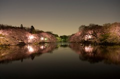 20090405夜桜D40_003