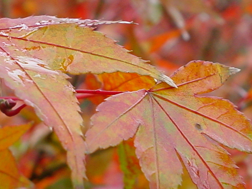 紅葉