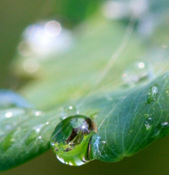 雨上がりに見つけた宝石