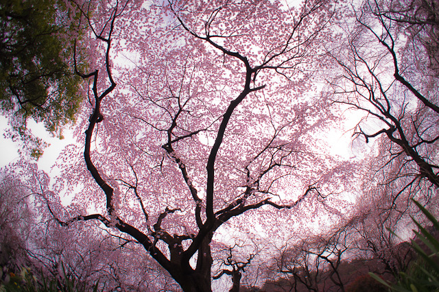 20110402-DSC01369