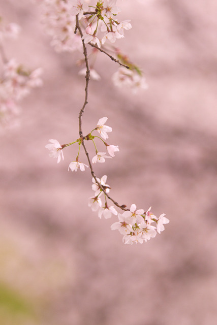 20110409-IMG_0054