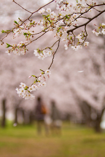 20110409-IMG_0048