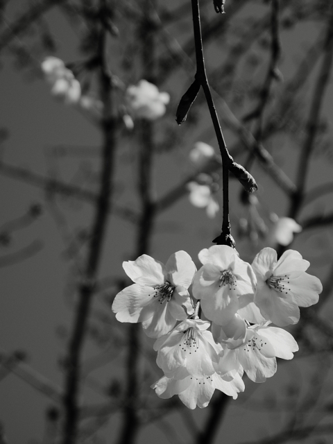 ＳＡＫＵＲＡ