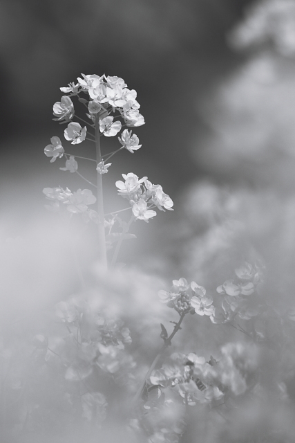 Dressing of spring