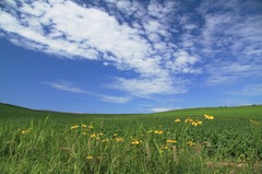 駆け抜ける夏風 in 美瑛