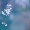 20110402-IMG_0008
