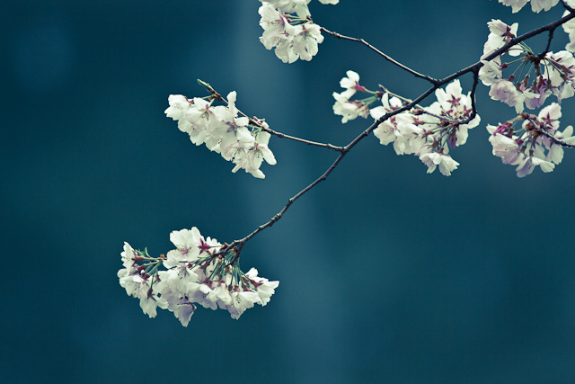 20110402-IMG_0052